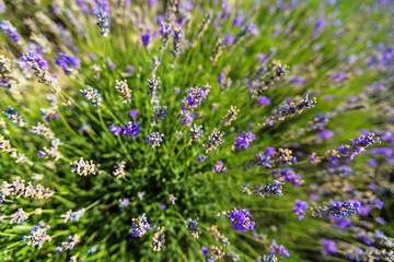 Lavender, Flower, Lavender Coloured.