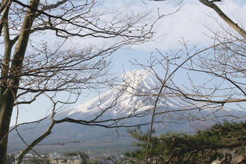 branch of tree and view of Mount Fuji.