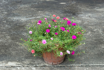 Potted flowers, common purslane
