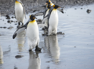 King Penguins wading through mud