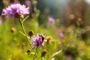 Bee, Honey Bee, Flower.