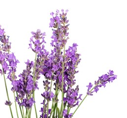 Lavender, Lavender Coloured, Flower.