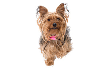 Portrait of Yorkshire Terrier with Pink Collar