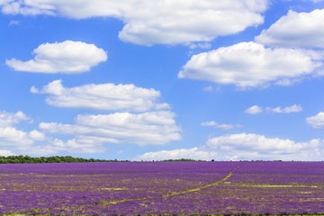 Fototapeta na wymiar Lavender, France, Provence-Alpes-Cote d'Azur.