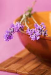 Obraz na płótnie Canvas Lavender, Herbal Medicine, Herb.