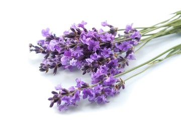 Lavender, Provence-Alpes-Cote d'Azur, Single Flower.