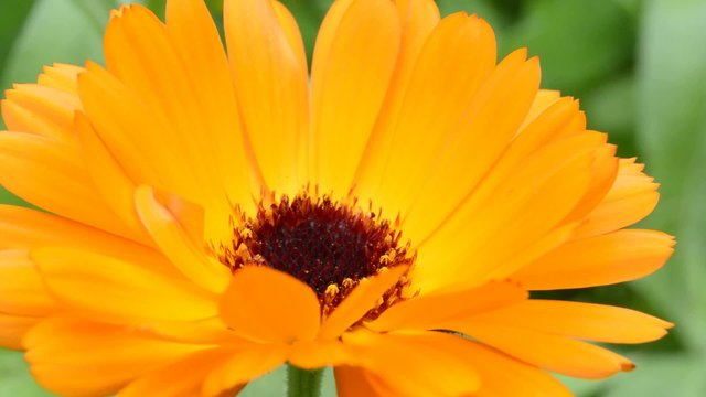 Ringelblume, Calendula offic.,Nahaufnahme der Bl&uuml;te