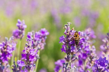 Lavender, Flower, Plant.