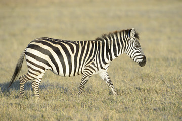 Fototapeta na wymiar Zebra (Equus quagga) walking on savanna at sunrise, Serengeti National Park, Tanzania