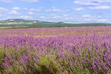 Obraz na płótnie Canvas Lavender, France, Provence-Alpes-Cote d'Azur.