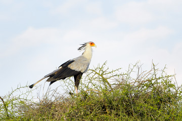 Secretary bird (Sagittarius serpentarius) standing in top of an acacia tree, Ngorongoro crater, Tanzania.