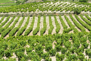 Vineyard, La Rioja (Spain)