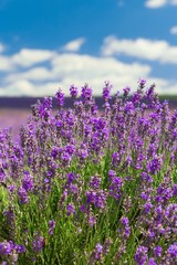 Obraz premium Lavender, Field, Herb.