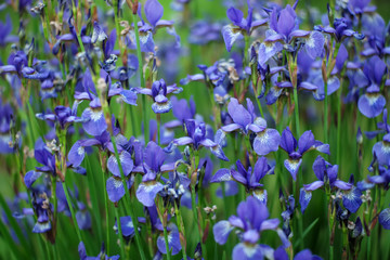 Field of iris flowers