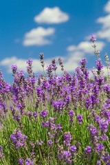 Fototapeta premium Lavender, Field, Herb.