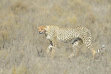 Cheetah (Acinonyx jubatus) walking on savanna, looking at the camera, Serengeti national park, Tanzania.