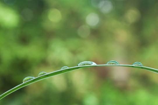 gouttes de pluie sur feuilles de bambou