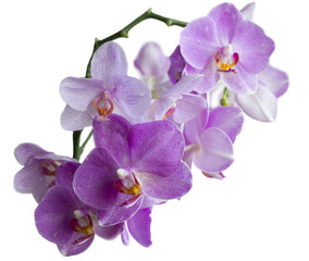 flower Orchid isolated