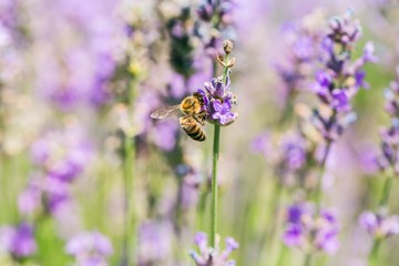 Lavender, Flower, Single Flower.