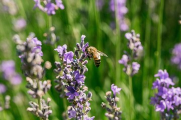 Lavender, Flower, Plant.