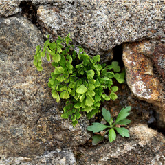 Plant growing from the rocks