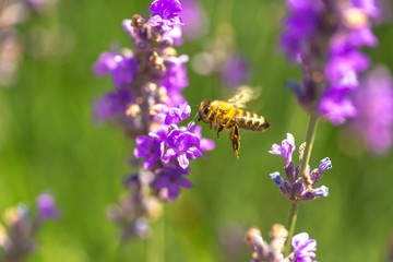 Lavender, Flower, Single Flower.