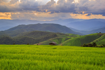 Obraz premium Green Terraced Rice Field in Pa Pong Pieng