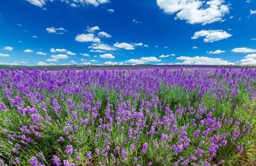 Lavender, Purple, Provence-Alpes-Cote d'Azur.