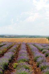 Fototapeta na wymiar Lavender, Flower, Field.