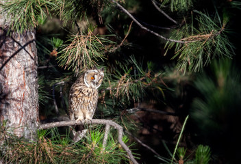 Long eared owl in the forest