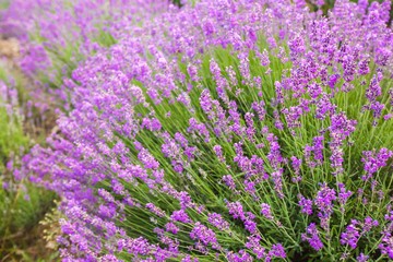 Fototapeta na wymiar Lavender, Flower, Lavender Coloured.