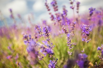 Obraz premium Lavender, Field, Herb.