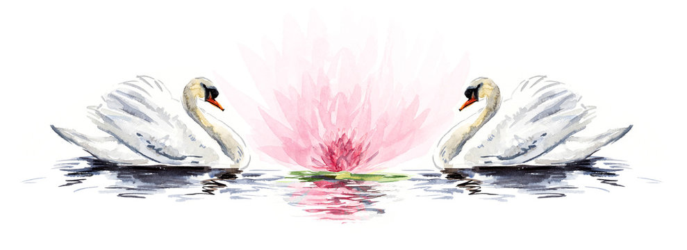 Swan floats. Watercolor hand drawn illustration.
