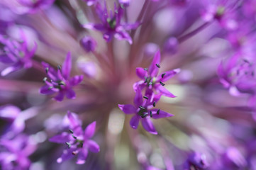 Fototapeta na wymiar Zierlauchblüte Allium cristophii detail