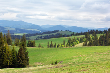 landscape of green meadows with fir-trees and mountains