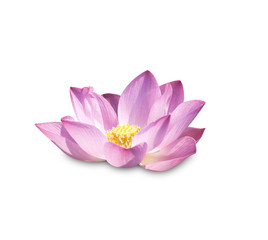 Lotus buds Lotus flower