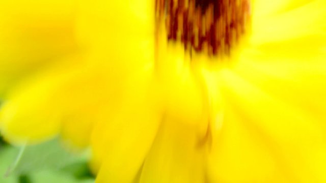 Ringelblume, Calendula offic.,Nahaufnahme der Bl&uuml;te
