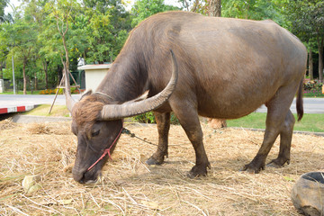 Fototapeta premium Buffalo
