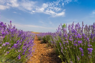 Fototapeta na wymiar Lavender, France, Provence-Alpes-Cote d'Azur.