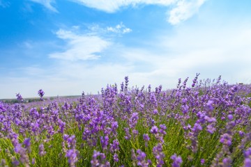 Lavender, France, Provence-Alpes-Cote d'Azur.
