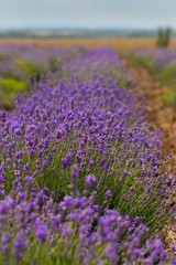 Plakat Lavender, Field, Herb.