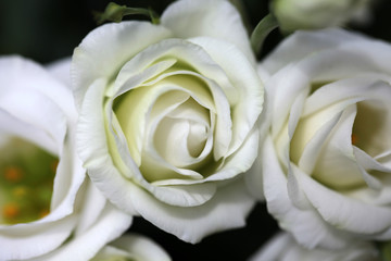 Bunch of white roses