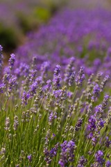 Lavender, Field, Herb.