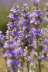 Lavender, Flower, Field.