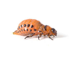 Colorado potato beetle larva, over white. Macro. Leptinotarsa decemlineata.