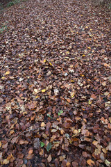 Waldboden mit Laub bedeckt