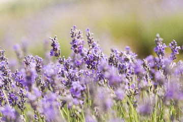 Lavender, Flower, Field.