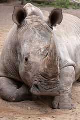 Obraz premium Breitmaulnashorn