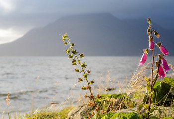 Piante e fiori sul mare