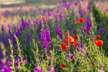 Fototapeta premium Field, Meadow, Flower.